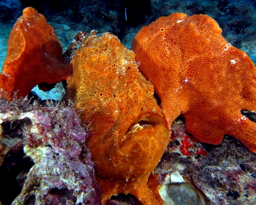Frogfish family